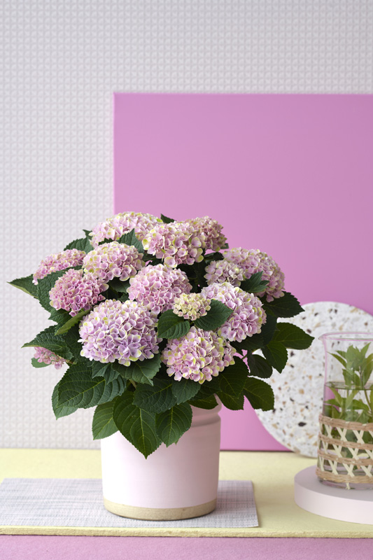 Hydrangea Magical | Natural styling