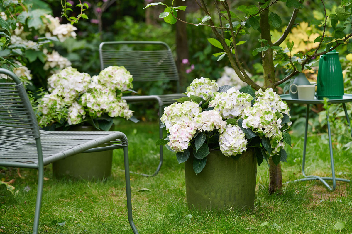 Hydrangea Magical | Natural styling